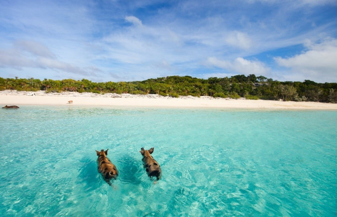 Bay of Pigs